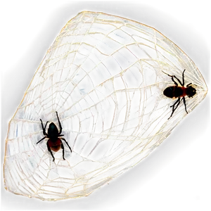 Flies And Spider Web PNG 06122024 PNG