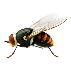 Flies B PNG image