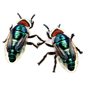 Flies D PNG image