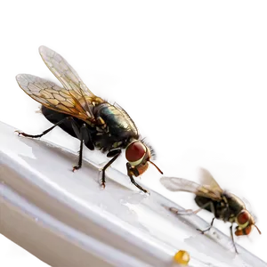 Flies In The Bathroom PNG Hll PNG