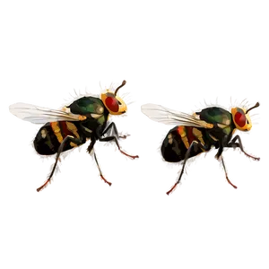 Flies Landing PNG 06122024 PNG