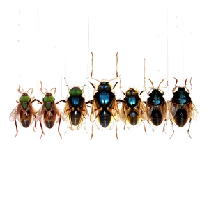 Flies On A Window PNG Hnm94 PNG