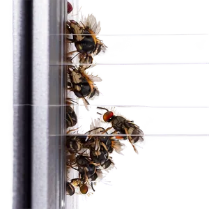 Flies On A Window PNG Rne38 PNG
