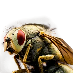 Flies On Garbage PNG 06122024