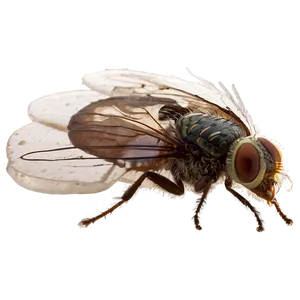 Flies On Garbage PNG 06122024