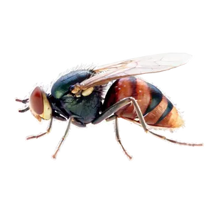 Flies On Meat PNG Und PNG