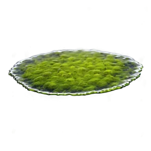 Floating Algae On Water PNG Ute