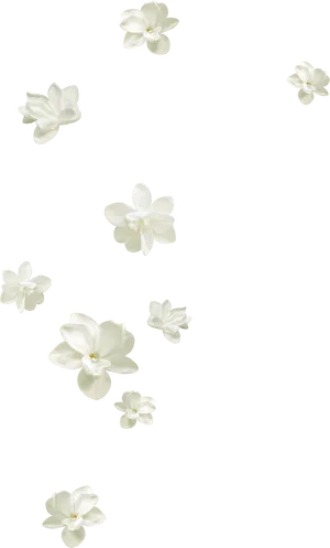 Floating Jasmine Flowers Pattern PNG image