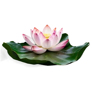 Floating Lotus Png Cbe PNG image