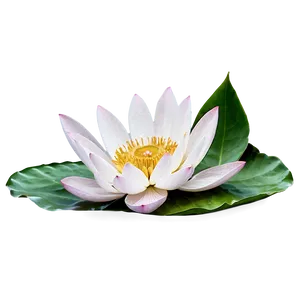 Floating Lotus Png Kyl PNG image