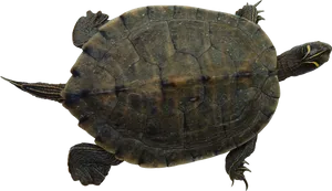 Floating Turtle Transparent Background PNG image