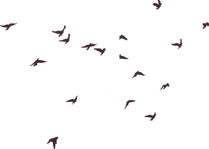 Flock_of_ Birds_ Silhouette_ Sky PNG image