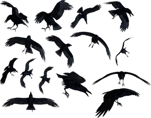 Flock_of_ Ravens_in_ Flight