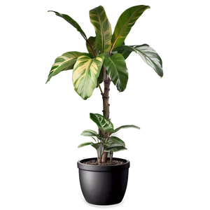 Floor Plant Design Png 06282024 PNG image