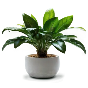 Floor Plant In Home Decor PNG 06282024 PNG