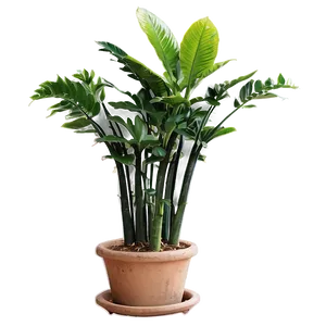 Floor Plant In Interior PNG 06282024 PNG