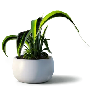 Floor Plant In Interior PNG 06282024