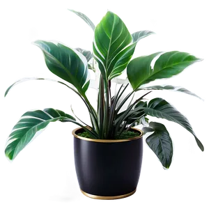Floor Plant In Interior PNG Cbt PNG