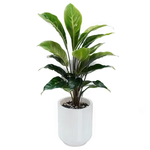 Floor Plant In Interior PNG Vir9 PNG