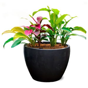 Floor Plant In Pot PNG Fgk PNG