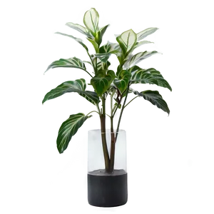 Floor Plant In Vase PNG 17