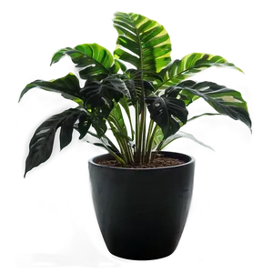 Floor Plant Silhouette PNG 06282024