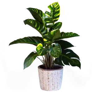 Floor Plant With Flowers PNG 06282024
