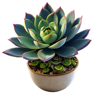 Floral Succulent Png 05242024 PNG image