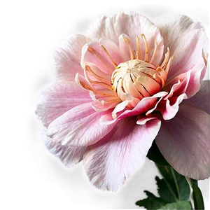 "floral Whispers: Soft-toned Flower PNG" C
