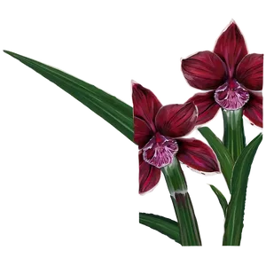 Flores Bloom Png Edl PNG image