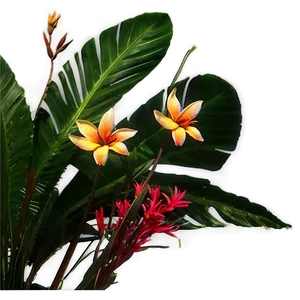 Flores Oasis Paradise Png Tpd PNG image