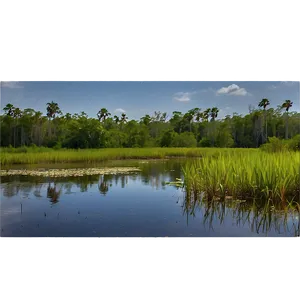 Florida Everglades Landscape Png 05242024 PNG image