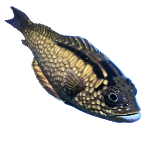 Florida State Aquatic Life PNG 52