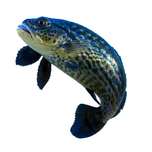 Florida State Aquatic Life PNG 77