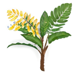 Florida State Native Plants PNG Oyb63 PNG