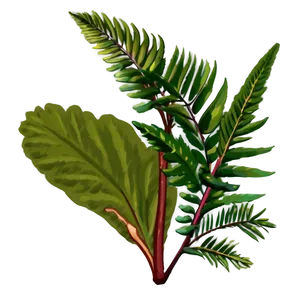 Florida State Native Plants PNG Wbh86