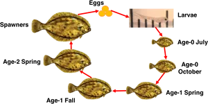 Flounder Life Cycle Development Stages PNG image
