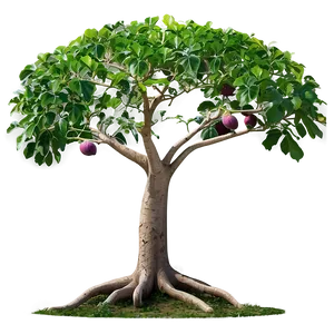 "flourishing Fig Tree PNG" 20