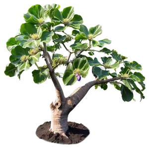 "flourishing Fig Tree PNG" 31