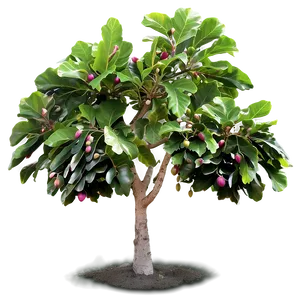 "flourishing Fig Tree PNG" Uvq36