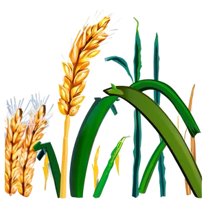 Flourishing Wheat Crop PNG 92