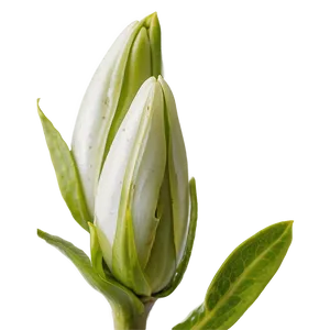 Flower Bud Transparent PNG Rup