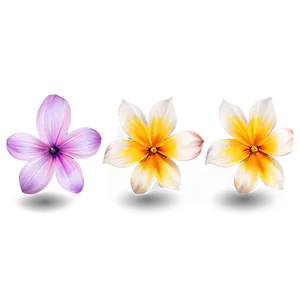 Flower Clipart Png 05252024 PNG image