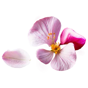 Flower Petal Transparent Png 16 PNG image