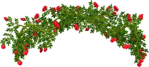 Flowering Bush Arch Isolated Background PNG image