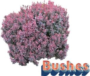 Flowering Bush Graphic PNG image