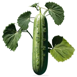 Flowering Cucumber Plant PNG 53 PNG