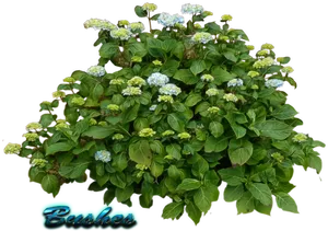 Flowering Green Shrub Graphic PNG