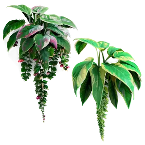 Flowering Hanging Plant Png Pxj49 PNG image