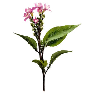 Flowering Plant PNG 05032024